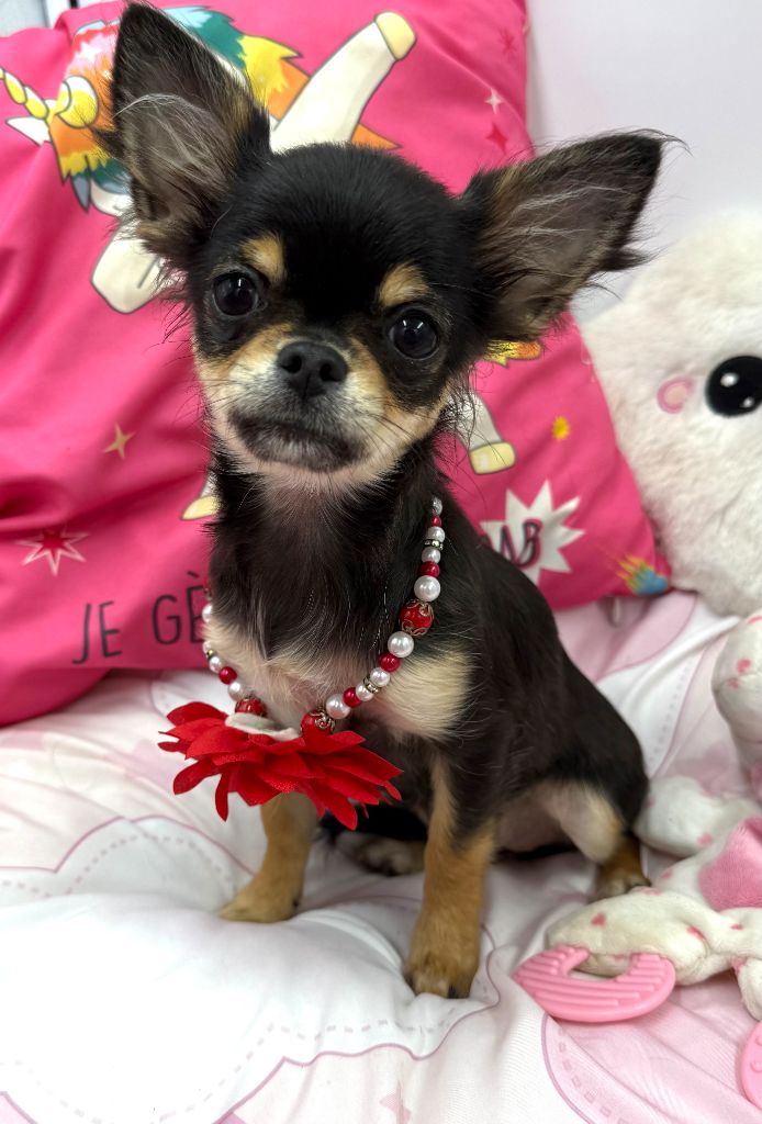 Akira des Anges Éternels