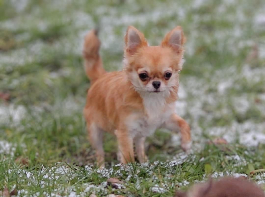 Amber Jewellery des Anges Éternels