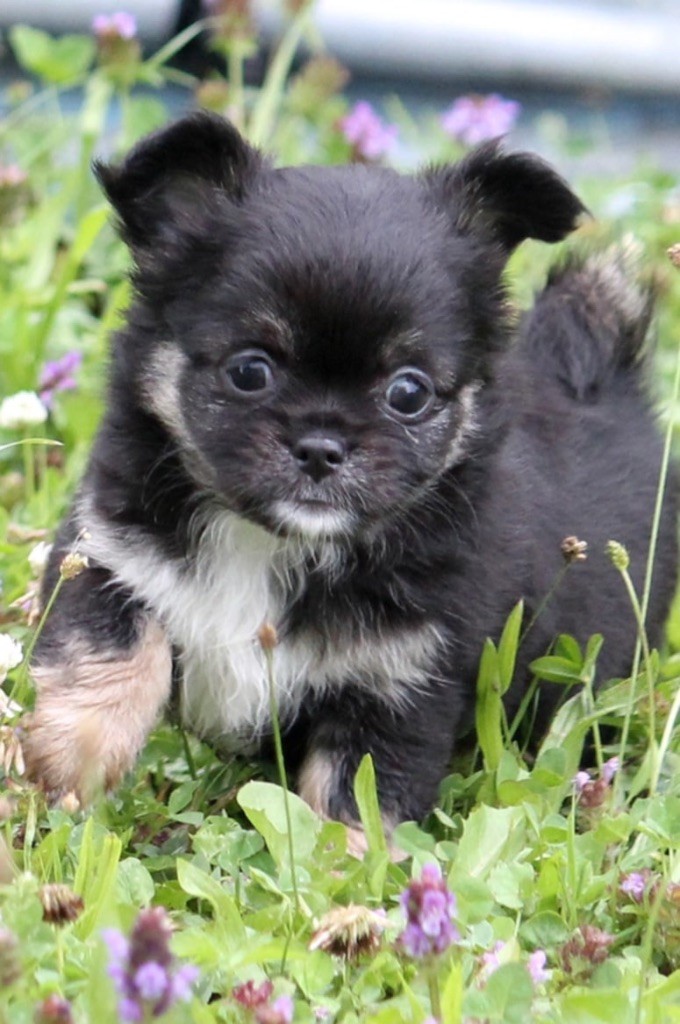 des Anges Éternels - Chiots disponibles - Chihuahua