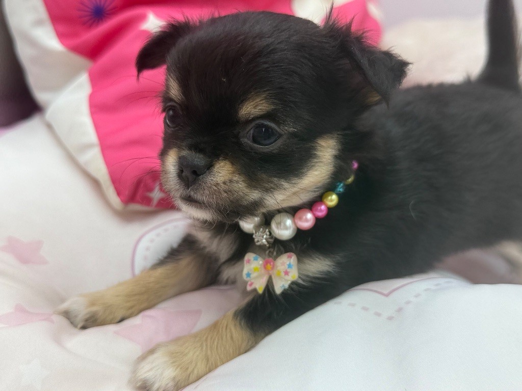 des Anges Éternels - Chiots disponibles - Chihuahua
