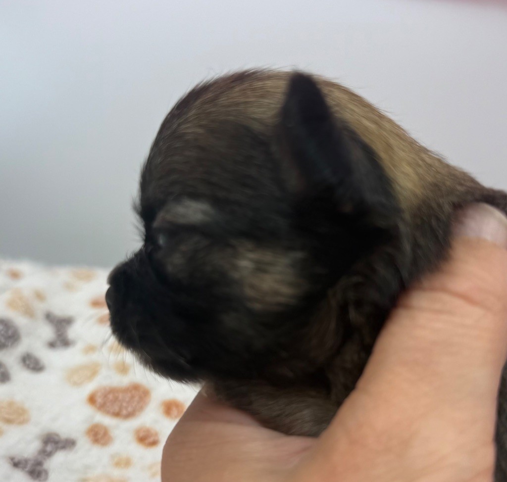 des Anges Éternels - Chiots disponibles - Chihuahua
