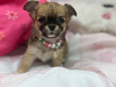 CHIOT 5